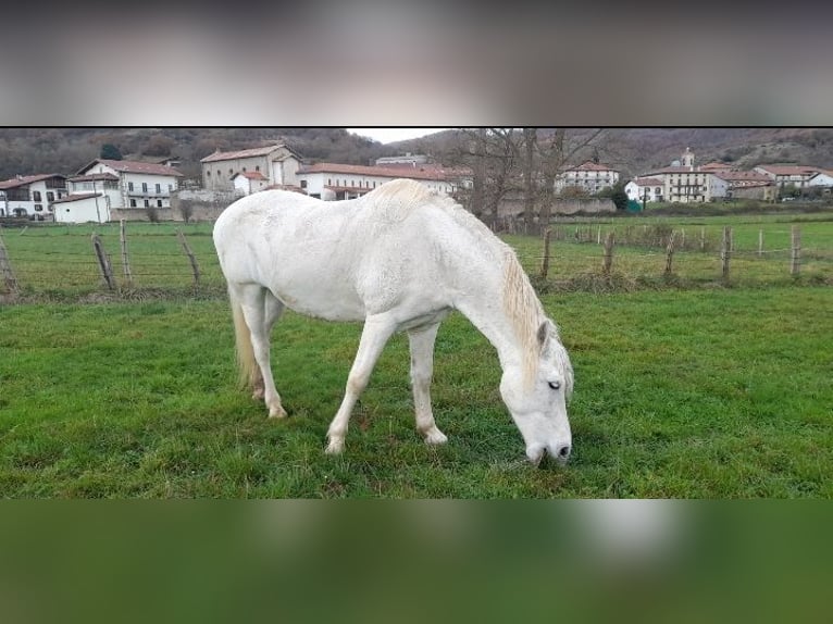 Frisones Mestizo Yegua 14 años 165 cm Tordo in Pamplona/Iruña