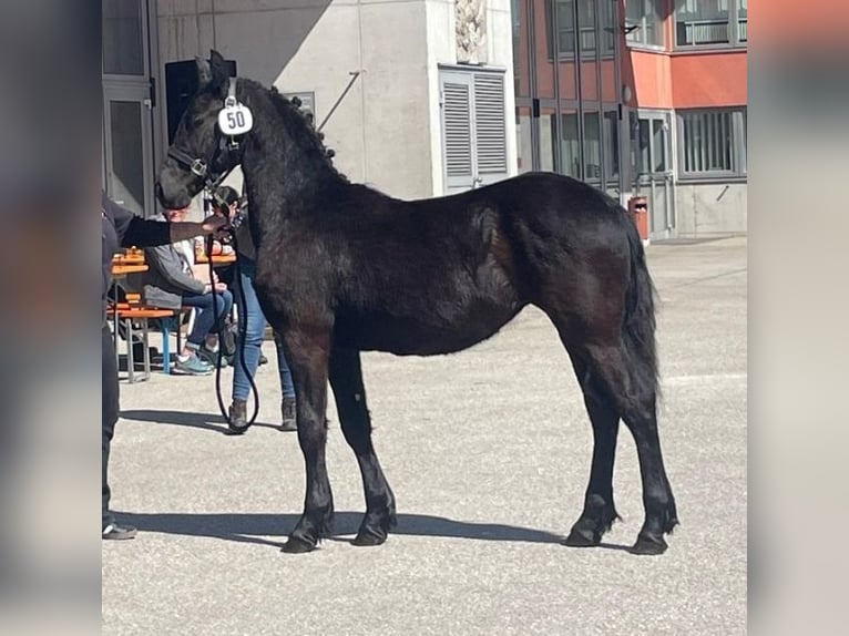Frisones Yegua 1 año 130 cm Negro in Reichersberg