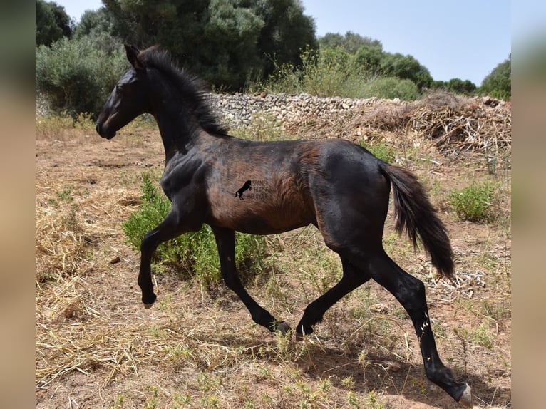 Frisones Mestizo Yegua 1 año 160 cm Negro in Menorca
