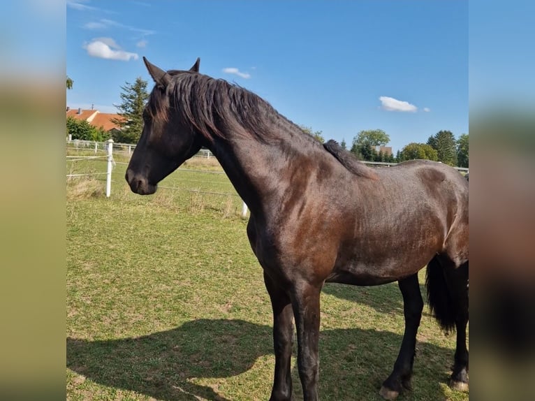 Frisones Yegua 1 año 166 cm Negro in Wallerstein