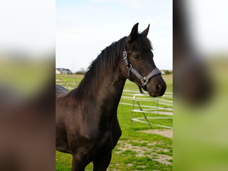 Frisones Yegua 1 año Negro in Eslarn