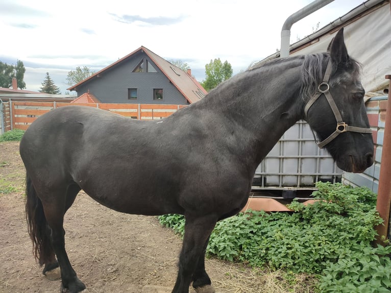 Frisones Yegua 20 años 160 cm in Olbersleben