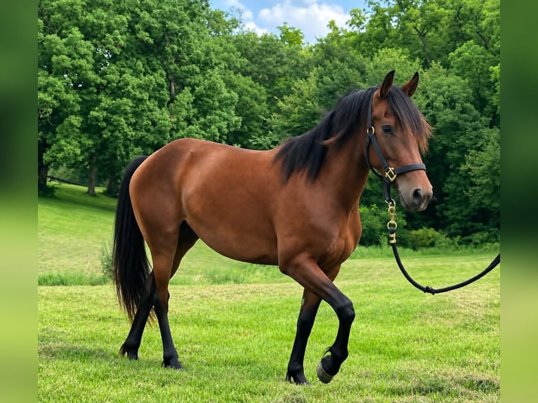 Frisones Mestizo Yegua 2 años 142 cm Castaño rojizo in Runnells, IA