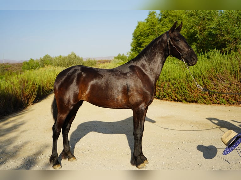 Frisones Mestizo Yegua 2 años 152 cm Negro in Corona