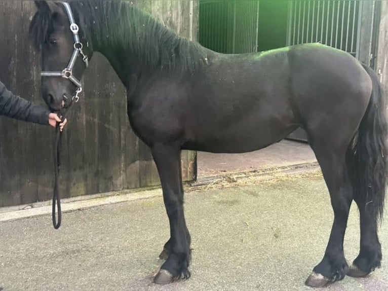 Frisones Yegua 2 años 159 cm Negro in Kollum