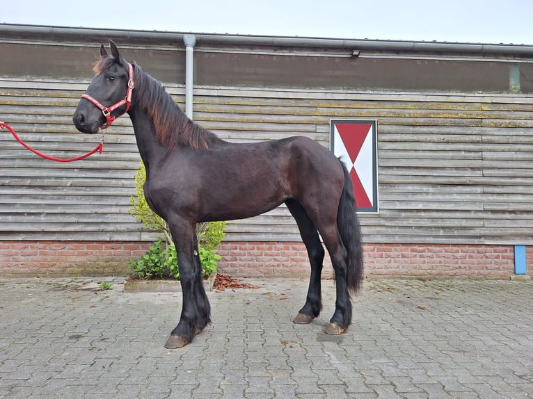 Frisones Yegua 2 años 162 cm Negro in Dalen