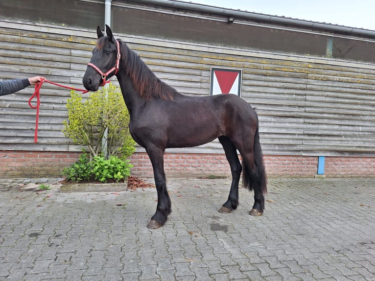 Frisones Yegua 2 años 162 cm Negro in Dalen