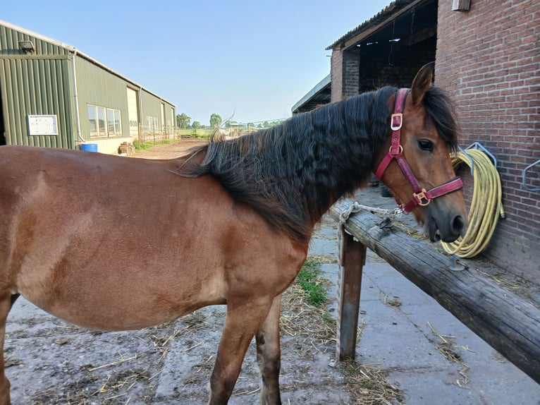 Frisones Mestizo Yegua 3 años 143 cm Castaño oscuro in Budel