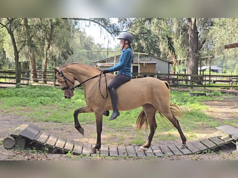 Frisones Mestizo Yegua 3 años 152 cm Champán in Weirsdale