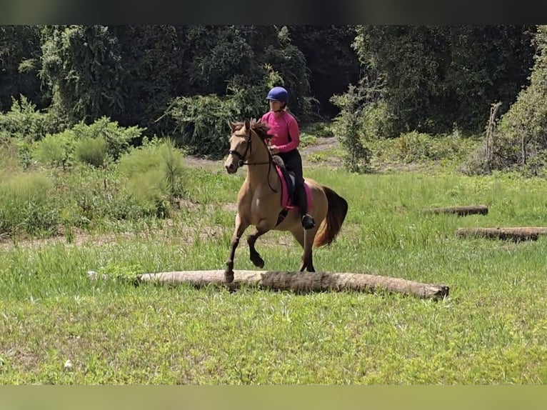 Frisones Mestizo Yegua 3 años 152 cm Champán in Weirsdale