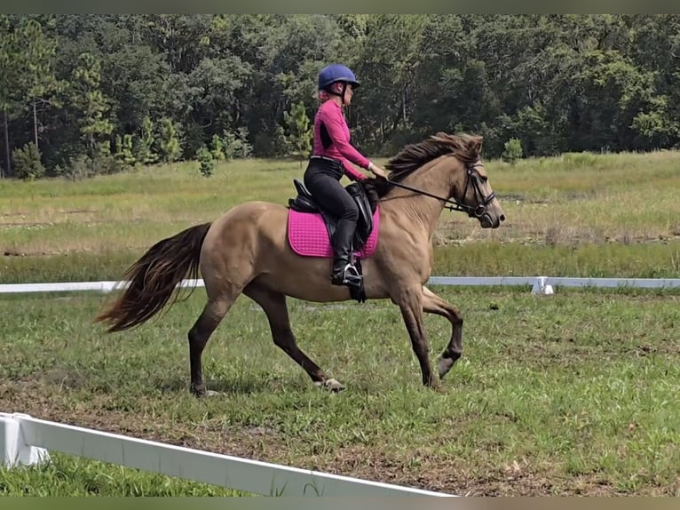 Frisones Mestizo Yegua 3 años 152 cm Champán in Weirsdale