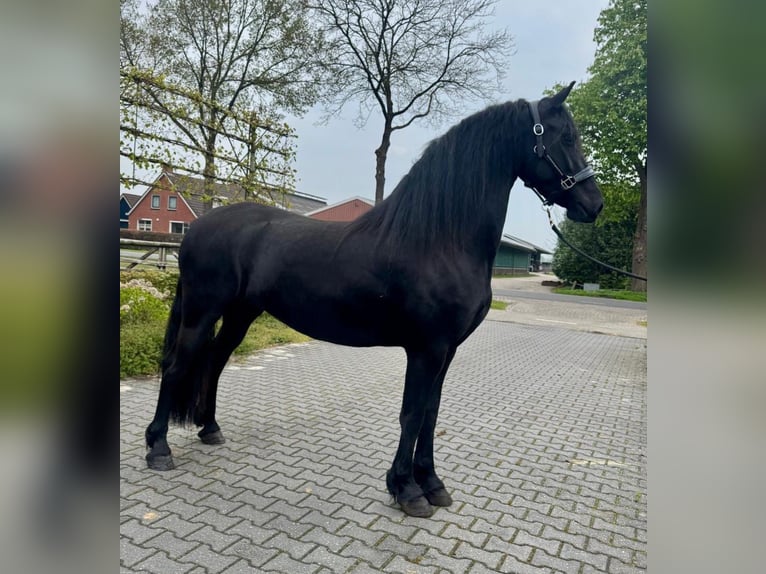 Frisones Yegua 3 años 160 cm Negro in Dalen