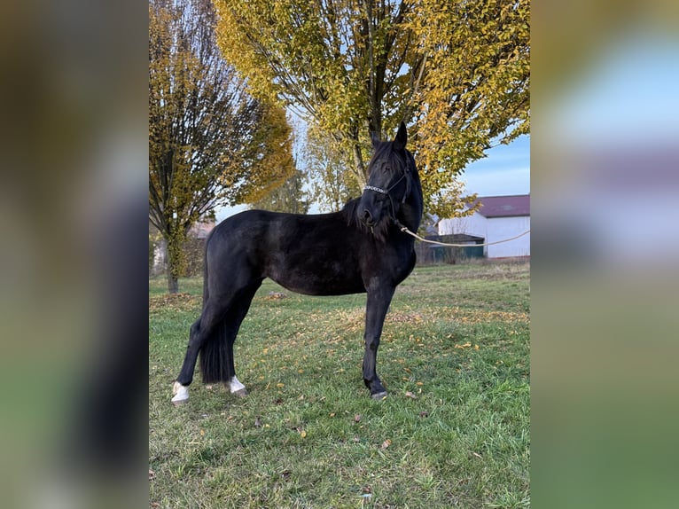 Frisones Mestizo Yegua 3 años 160 cm Negro in Laupheim