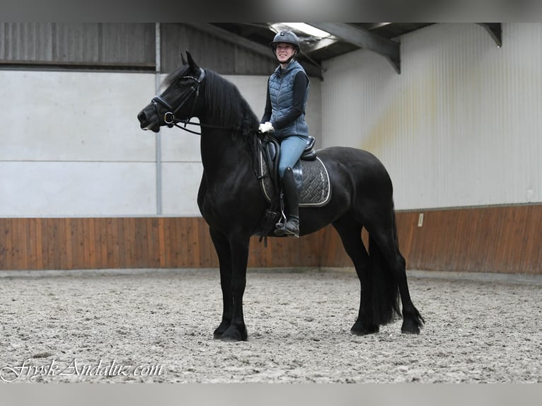 Frisones Yegua 3 años 162 cm Negro in Mijnsheerenland