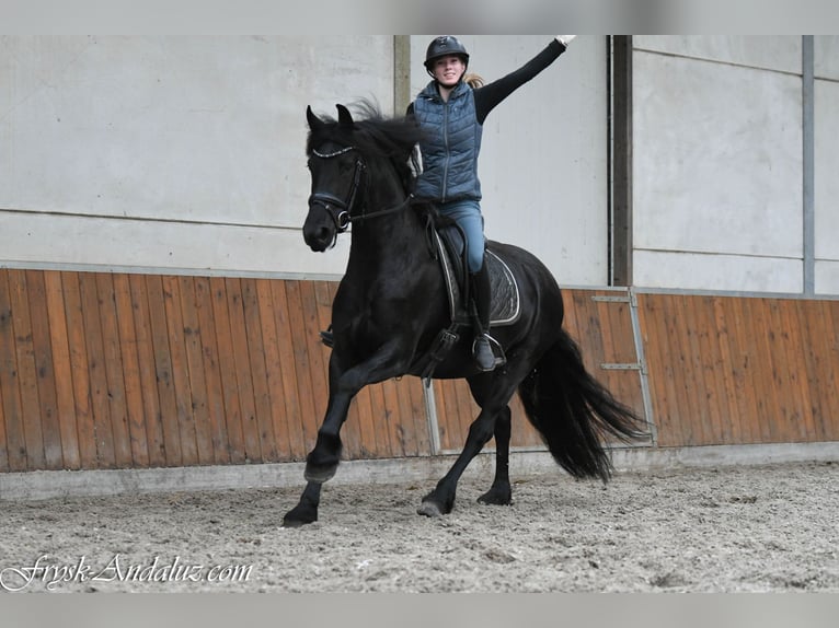 Frisones Yegua 3 años 162 cm Negro in Mijnsheerenland