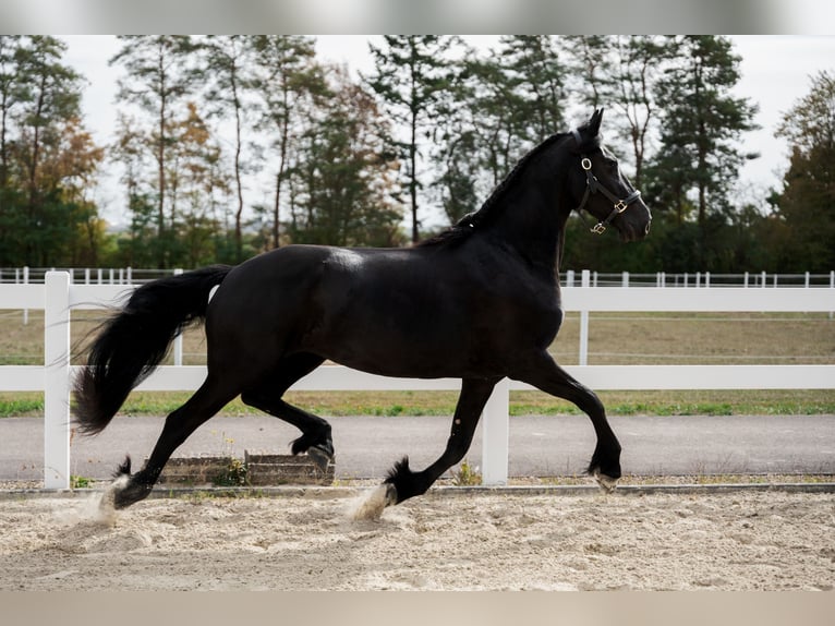 Frisones Yegua 3 años 163 cm Negro in Überherrn