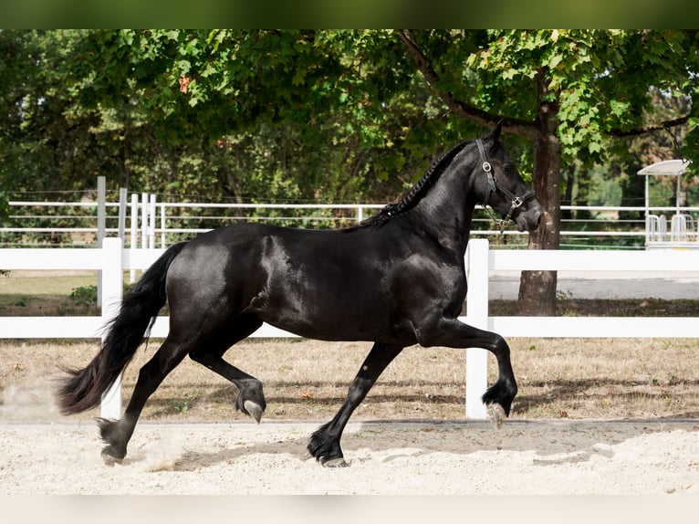Frisones Yegua 3 años 163 cm Negro in Überherrn