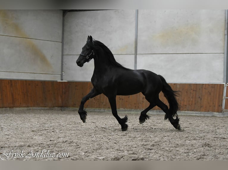 Frisones Yegua 3 años 163 cm Negro in Mijnsheerenland
