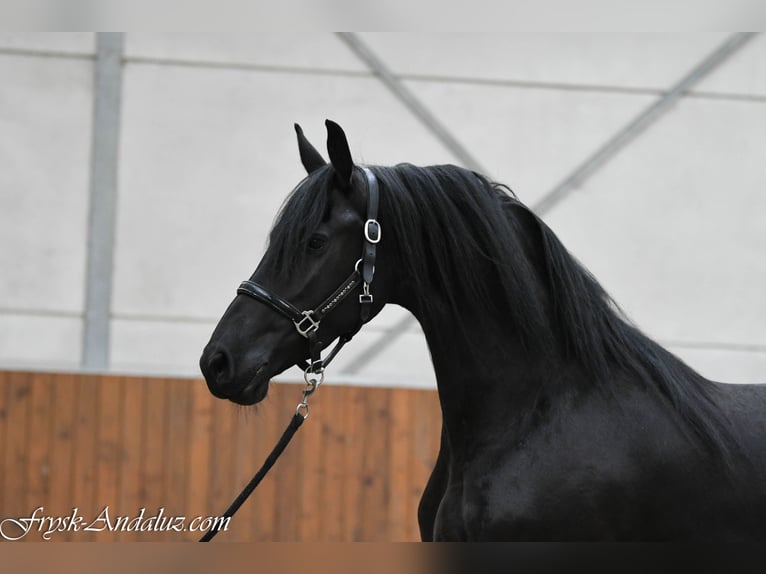 Frisones Yegua 3 años 163 cm Negro in Mijnsheerenland