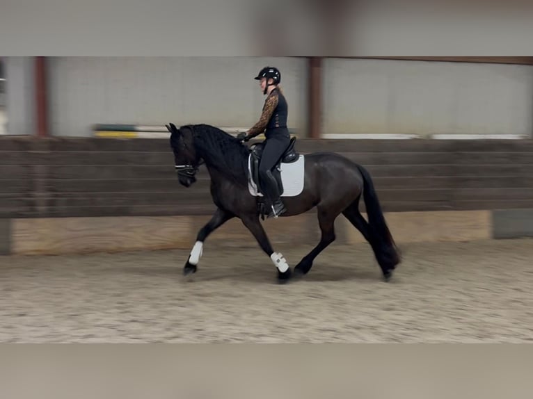Frisones Yegua 3 años 164 cm Negro in Ureterp