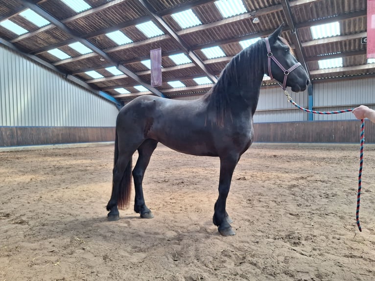Frisones Yegua 3 años 164 cm Negro in Dalen
