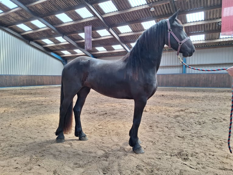 Frisones Yegua 3 años 164 cm Negro in Dalen