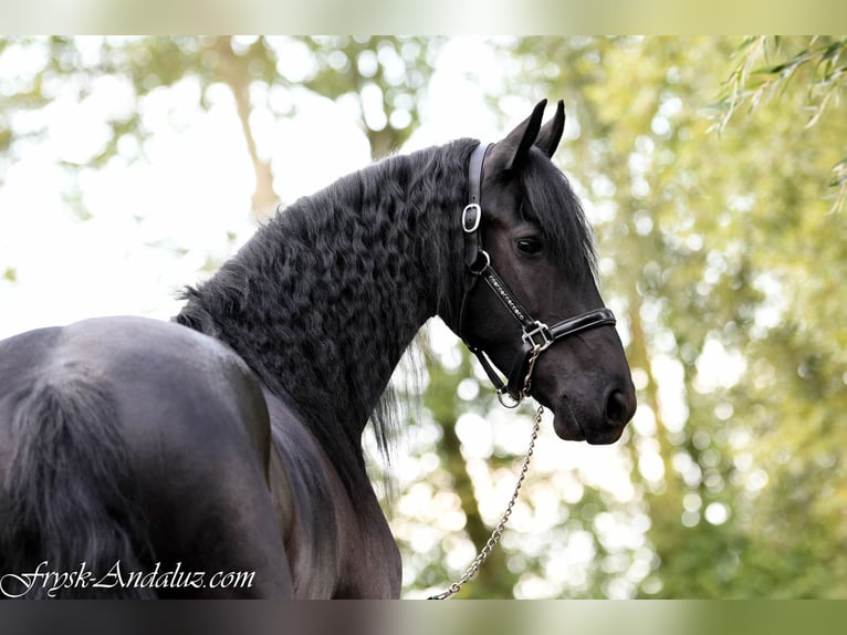Frisones Yegua 3 años 166 cm Negro in Mijnsheerenland