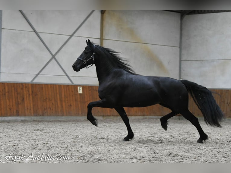 Frisones Yegua 3 años 166 cm Negro in Mijnsheerenland