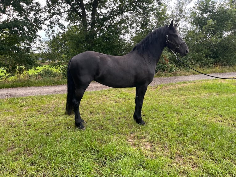 Frisones Mestizo Yegua 3 años 167 cm Negro in Isterberg