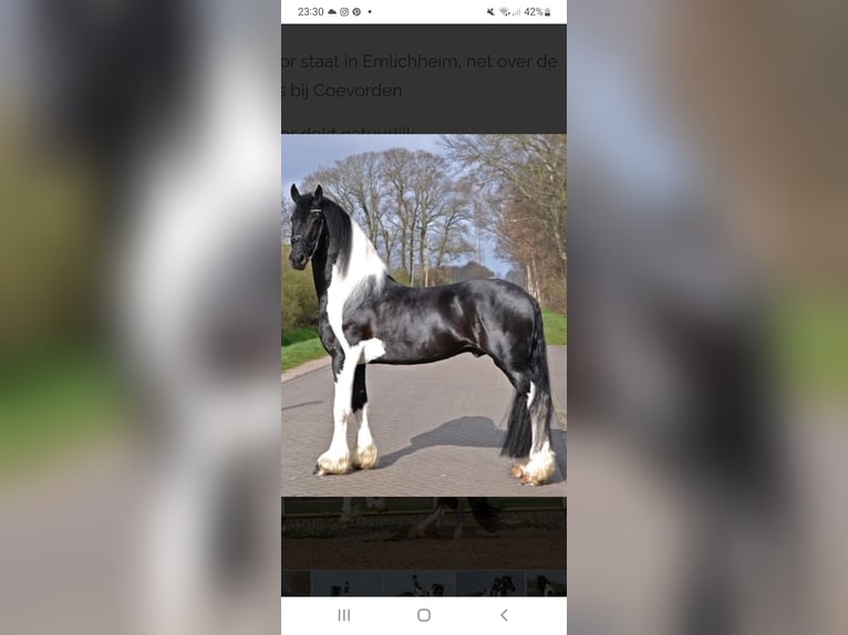 Frisones Mestizo Yegua 3 años 167 cm Negro in Isterberg
