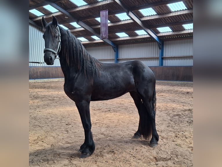 Frisones Yegua 3 años 167 cm Negro in Dalen