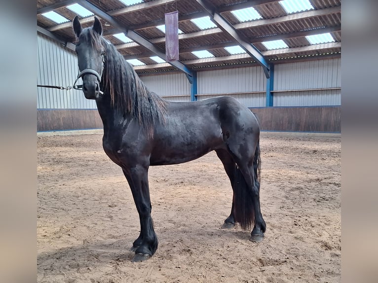 Frisones Yegua 3 años 167 cm Negro in Dalen