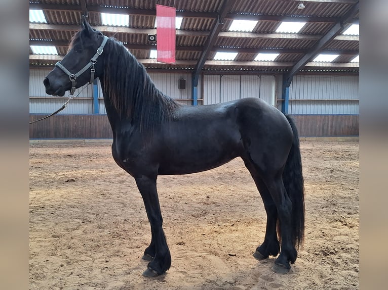 Frisones Yegua 3 años 167 cm Negro in Dalen