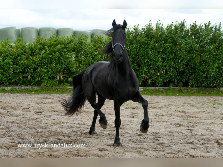 Frisones Yegua 3 años 169 cm Negro in Mijnsheerenland