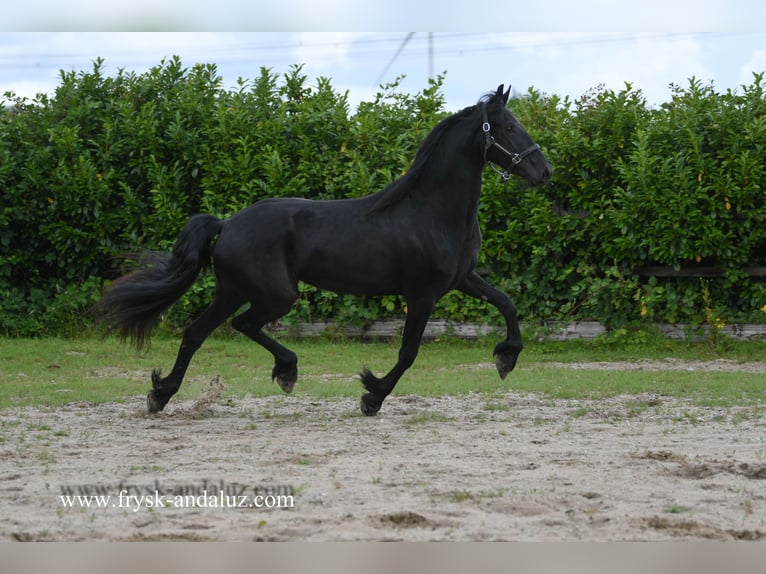 Frisones Yegua 3 años 169 cm Negro in Mijnsheerenland