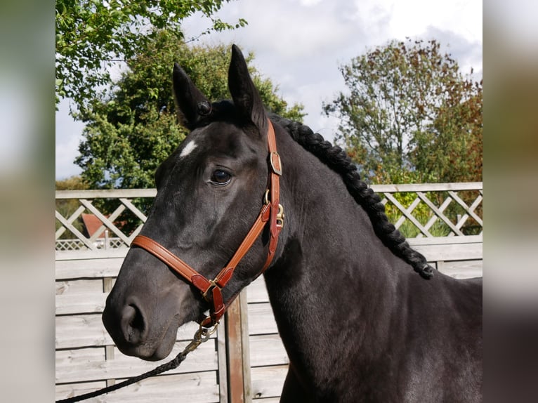 Frisones Mestizo Yegua 4 años 154 cm in Dorsten