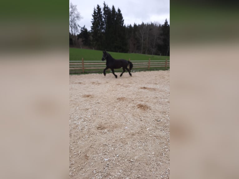 Frisones Yegua 4 años 157 cm Negro in Bad Griesbach im Rottal