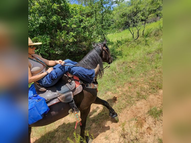 Frisones Mestizo Yegua 4 años 157 cm Negro in Weatherford