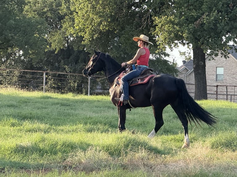 Frisones Mestizo Yegua 4 años 157 cm Negro in Weatherford