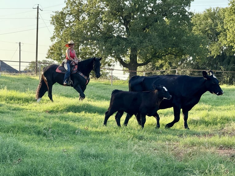 Frisones Mestizo Yegua 4 años 157 cm Negro in Weatherford
