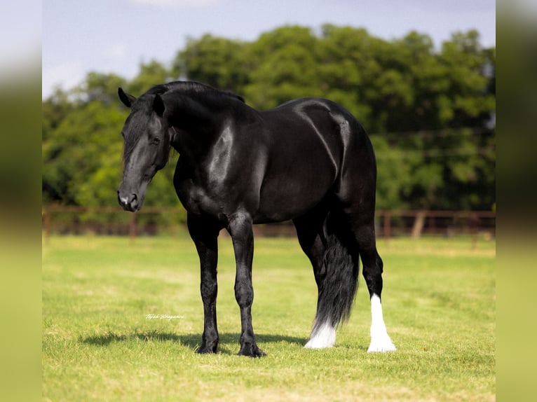 Frisones Mestizo Yegua 4 años 157 cm Negro in Weatherford