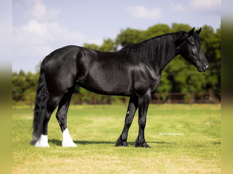 Frisones Mestizo Yegua 4 años 157 cm Negro in Weatherford