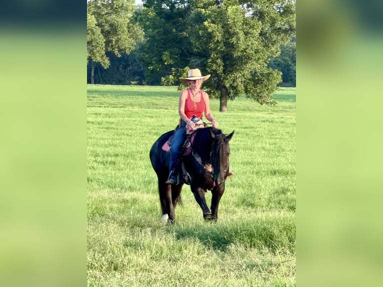 Frisones Mestizo Yegua 4 años 157 cm Negro in Weatherford