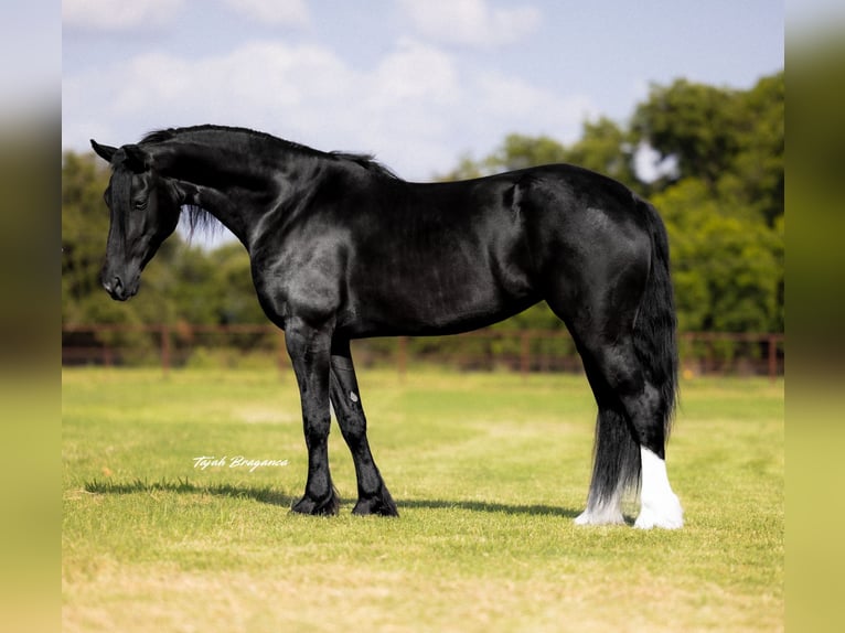 Frisones Mestizo Yegua 4 años 157 cm Negro in Weatherford