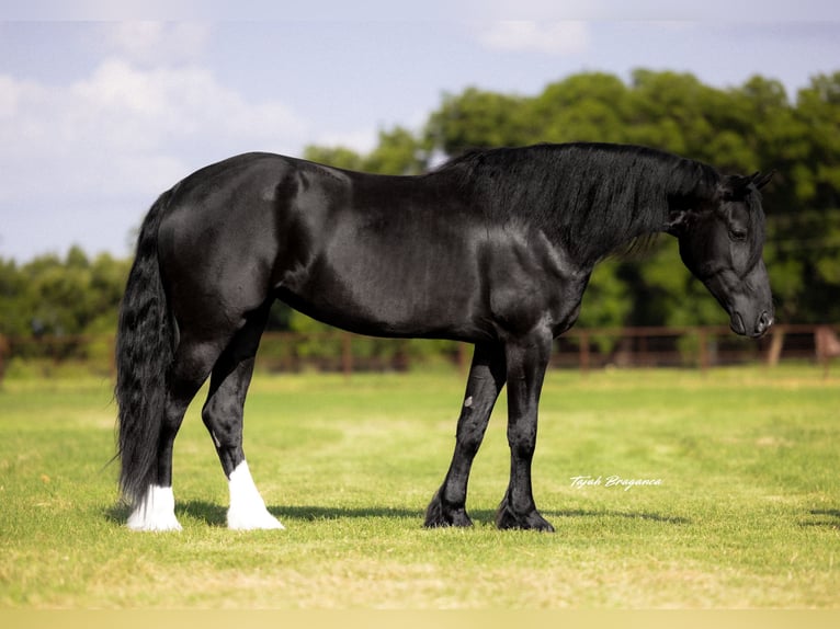 Frisones Mestizo Yegua 4 años 157 cm Negro in Weatherford