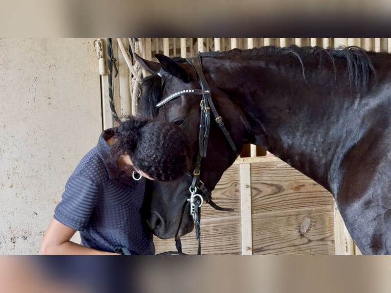 Frisones Mestizo Yegua 4 años 157 cm Negro in Weatherford, TX