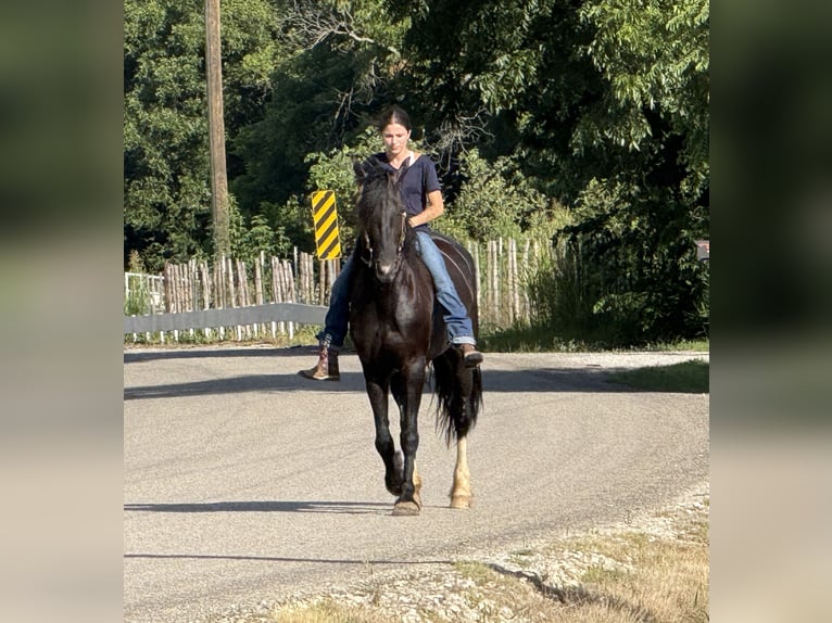 Frisones Mestizo Yegua 4 años 157 cm Negro in Weatherford, TX