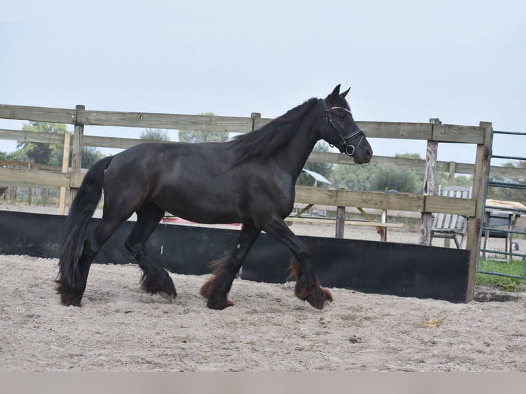 Frisones Yegua 4 años 158 cm Negro in Achtmaal