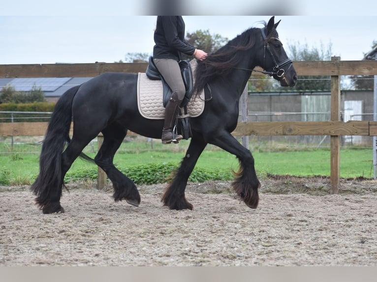 Frisones Yegua 4 años 158 cm Negro in Achtmaal