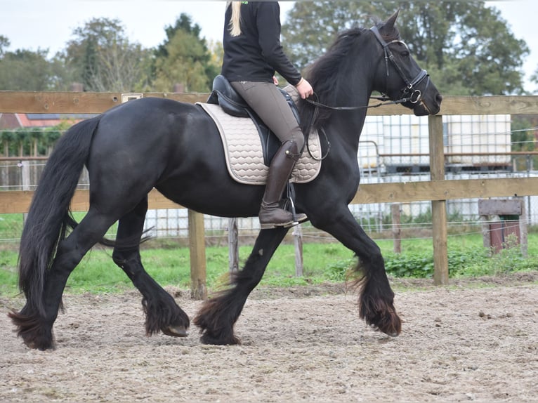Frisones Yegua 4 años 158 cm Negro in Achtmaal